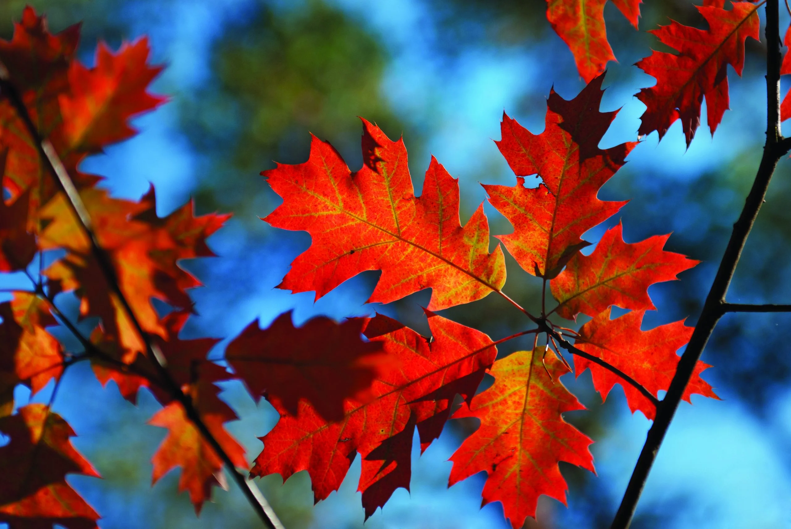 shutterstock_114309361